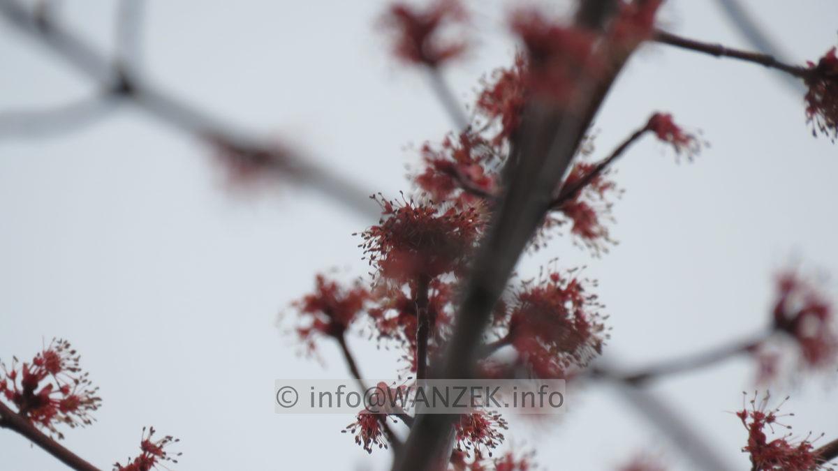 Acer platanoides Royal Red - Blueten nah.JPG